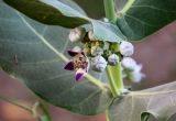 Calotropis procera