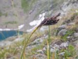 Carex acrifolia. Верхушка побега с соцветием. Карачаево-Черкесия, Урупский р-н, Кавказский биосферный заповедник, Имеретинские озёра, дол. оз. Географов, ≈ 2700 м н.у.м., альпийский луг. 27.07.2022.