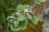 genus Sorbus. Верхушка побега с бутонизирующими соцветиями. Краснодарский край, Туапсинский р-н, Главный Кавказский хр., окр. горы Семиглавая, высота 1400 м н.у.м., субальпийский луг. 28.05.2023.