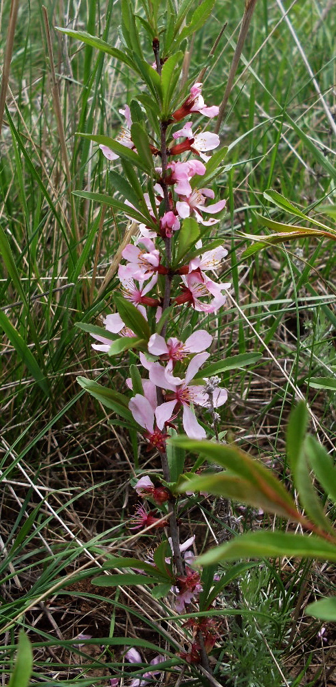 Image of Amygdalus nana specimen.