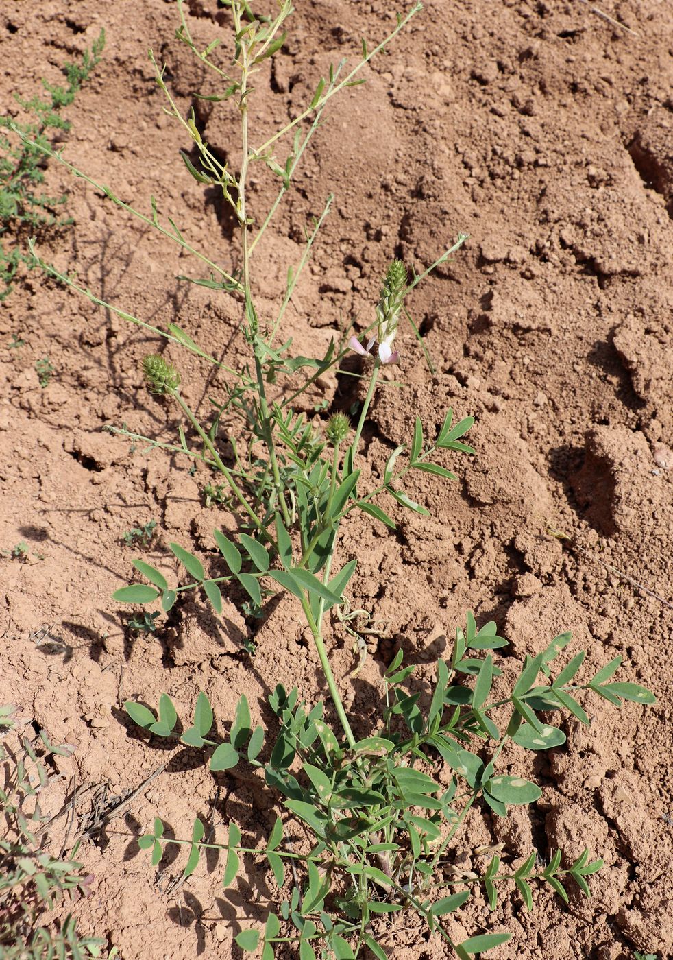 Image of Hedysarum taschkendicum specimen.