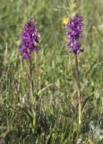 Dactylorhiza euxina