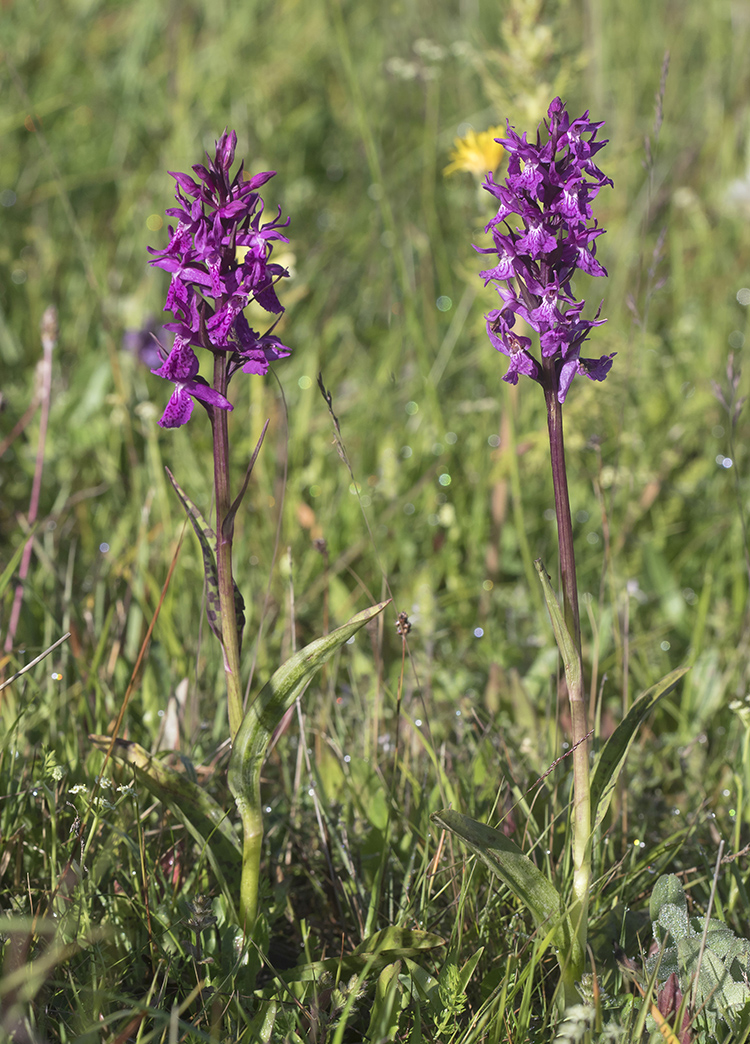 Image of Dactylorhiza euxina specimen.