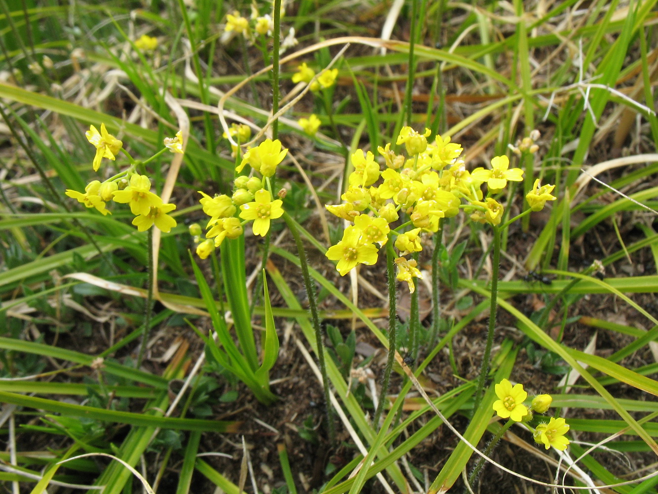 Изображение особи Draba sibirica.