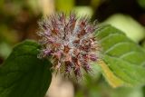 Clinopodium caucasicum
