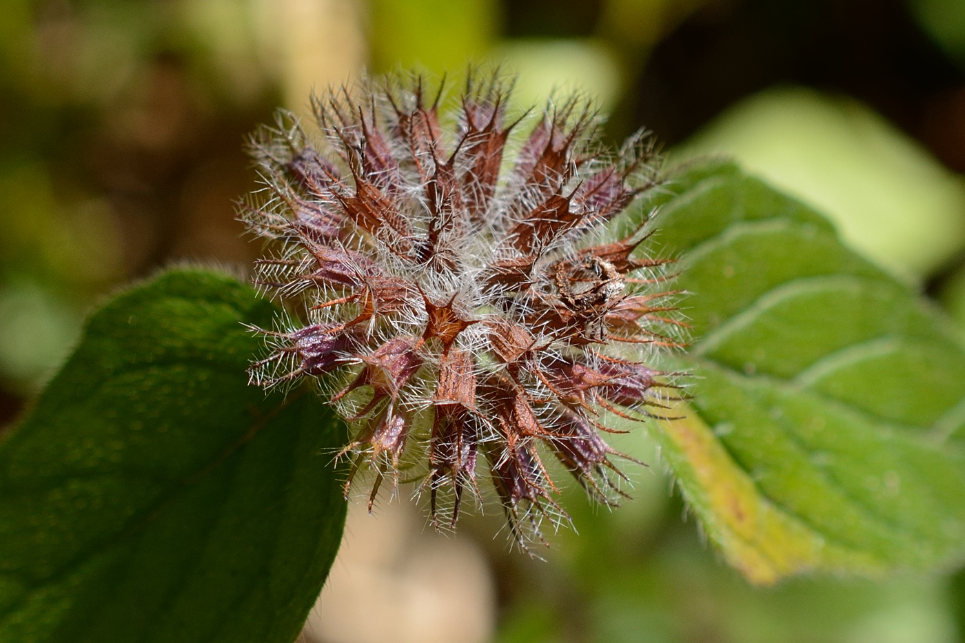 Изображение особи Clinopodium caucasicum.