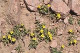 Potentilla orientalis