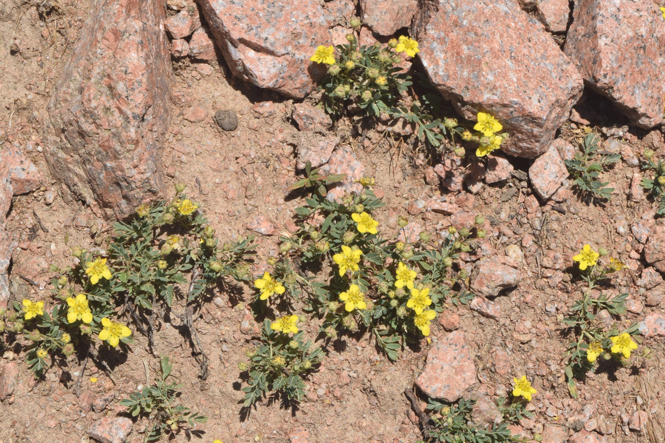 Изображение особи Potentilla orientalis.