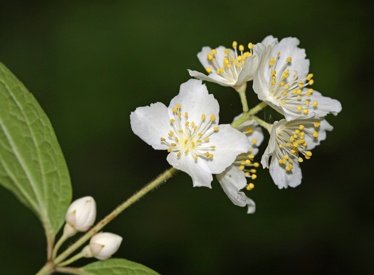 Image of Philadelphus tenuifolius specimen.