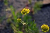 Tanacetum bipinnatum. Верхушка побега с соцветиями. Красноярский край, Туруханский р-н, берег р. Енисей в р-не устья р. Хантайка, песчаный пляж. 21.07.2023.