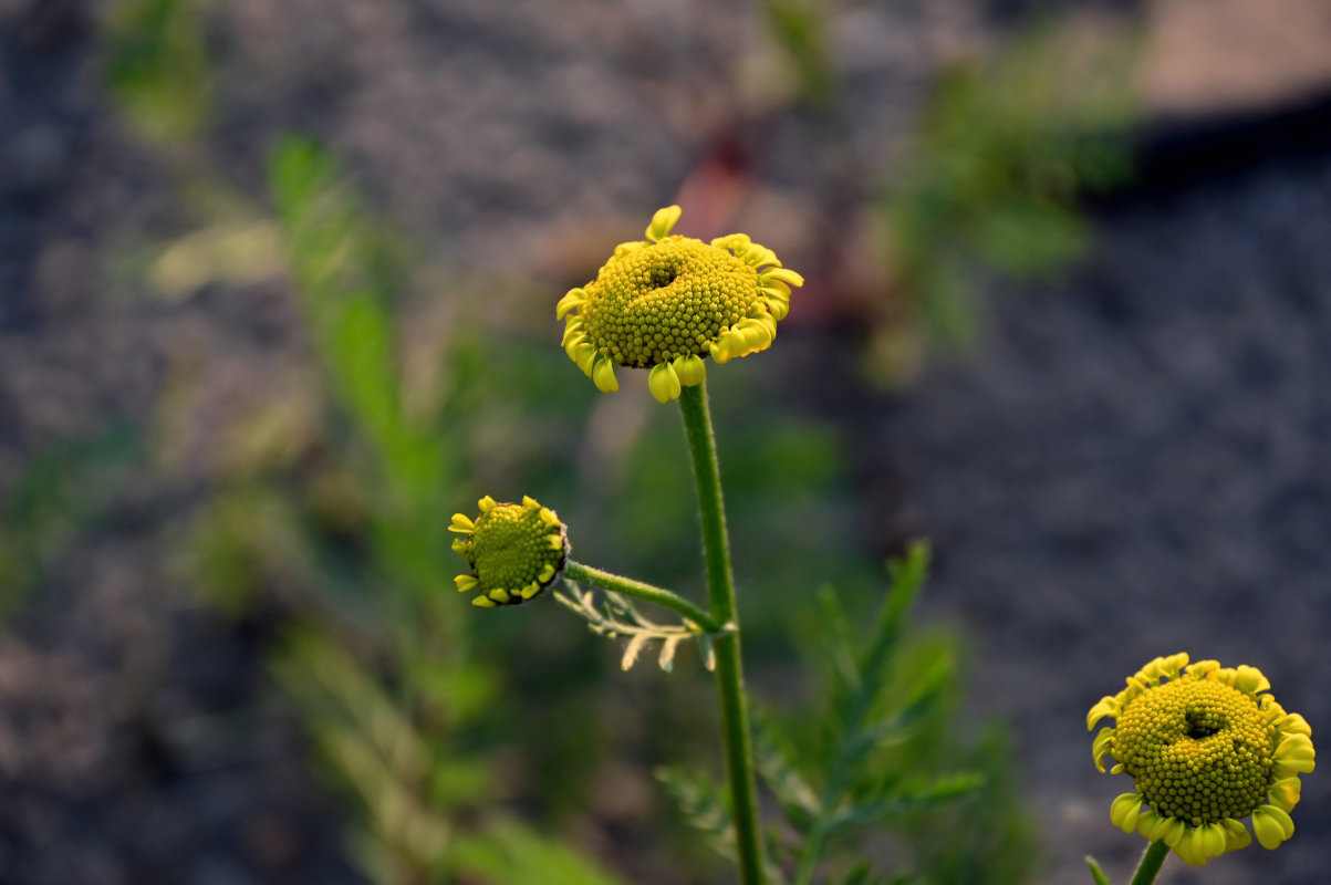 Image of Tanacetum bipinnatum specimen.