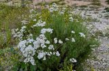 Achillea ptarmicifolia. Цветущие растения в сообществе с Melilotus и Tussilago. Чечня, Веденский р-н, берег оз. Кезенойам, ≈ 1800 м н.у.м., каменистый берег. 25.07.2022.