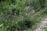 Cichorium intybus. Цветущие растения в сообществе с Urtica, Achillea и Brassicaceae. Ингушетия, Джейрахский р-н, с. Эгикал, ≈ 1200 м н.у.м., каменистый участок лугового склона. 24.07.2022.