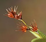 Lespedeza davurica