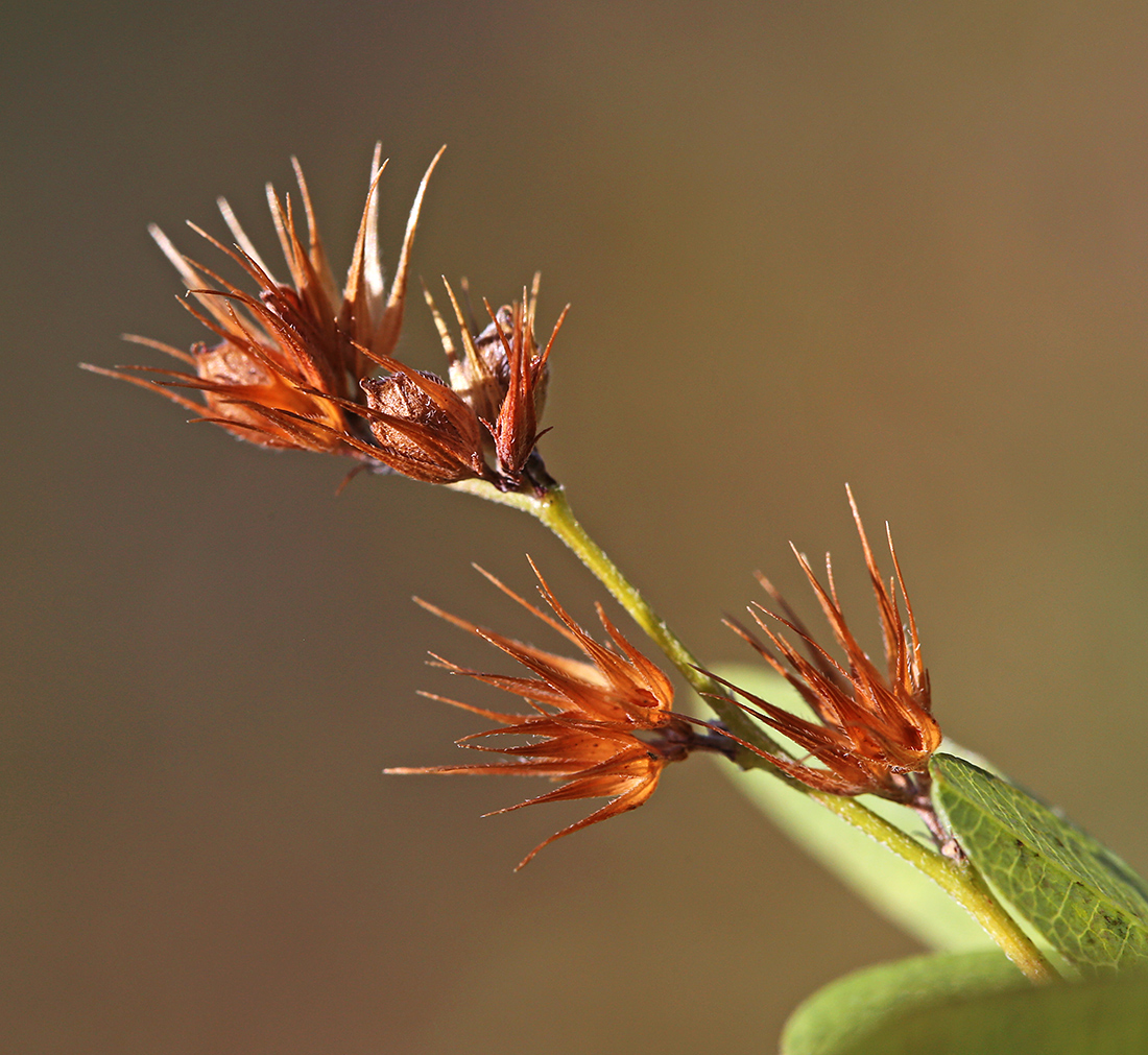 Image of Lespedeza davurica specimen.