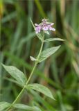 Stachys palustris. Верхушка побега с соцветием. Нижегородская обл., Володарский р-н, окр. пос. Дубки; берег р. Ока, высокотравный луг. 17.09.2023.