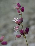 Image of taxon representative. Author is Марина Скотникова