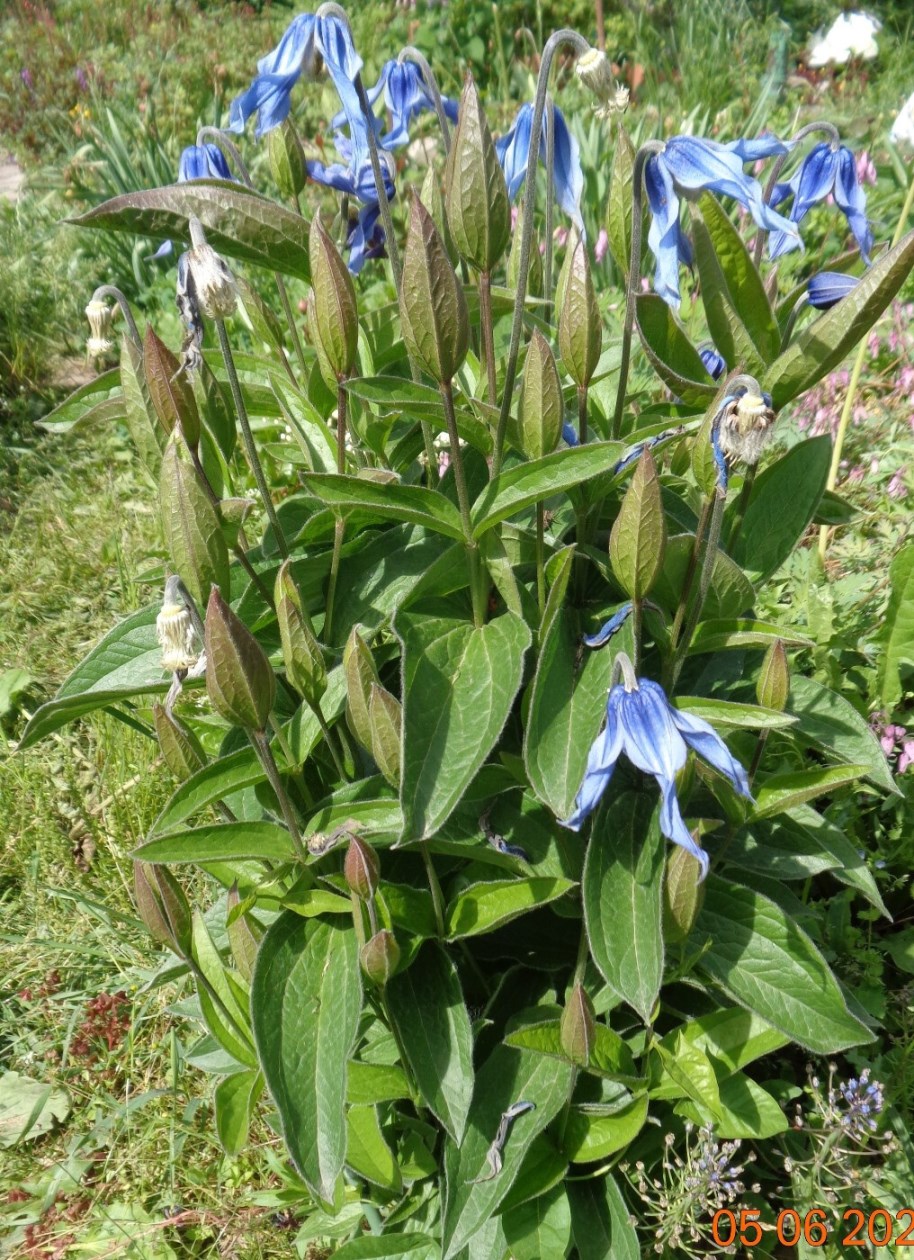 Image of Clematis integrifolia specimen.