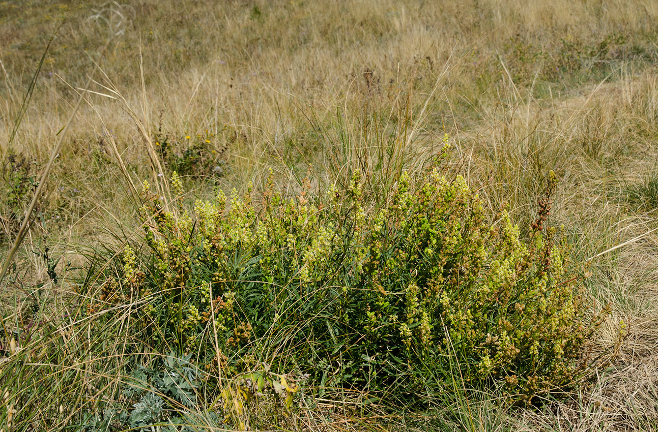 Изображение особи Reseda lutea.