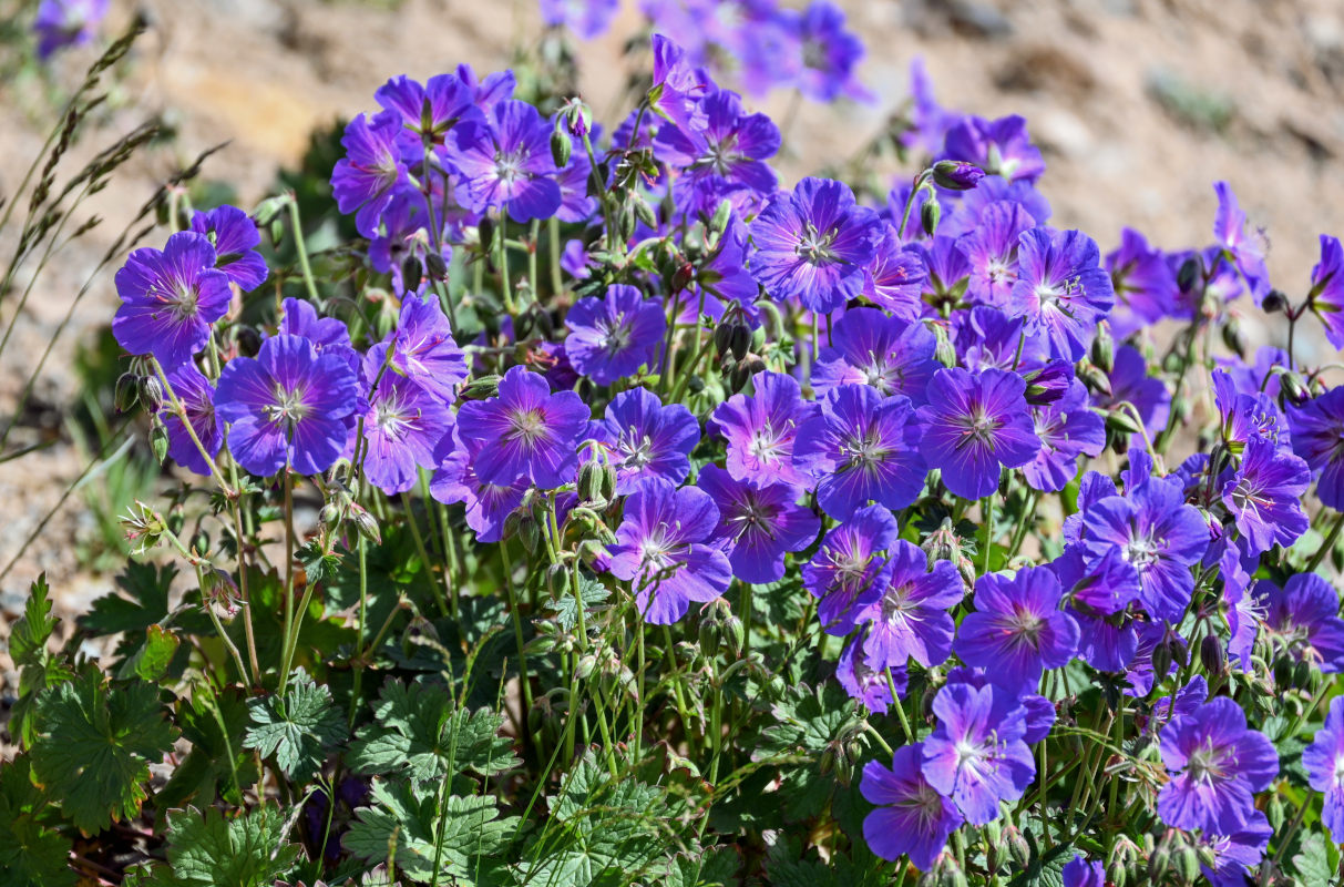 Изображение особи Geranium saxatile.