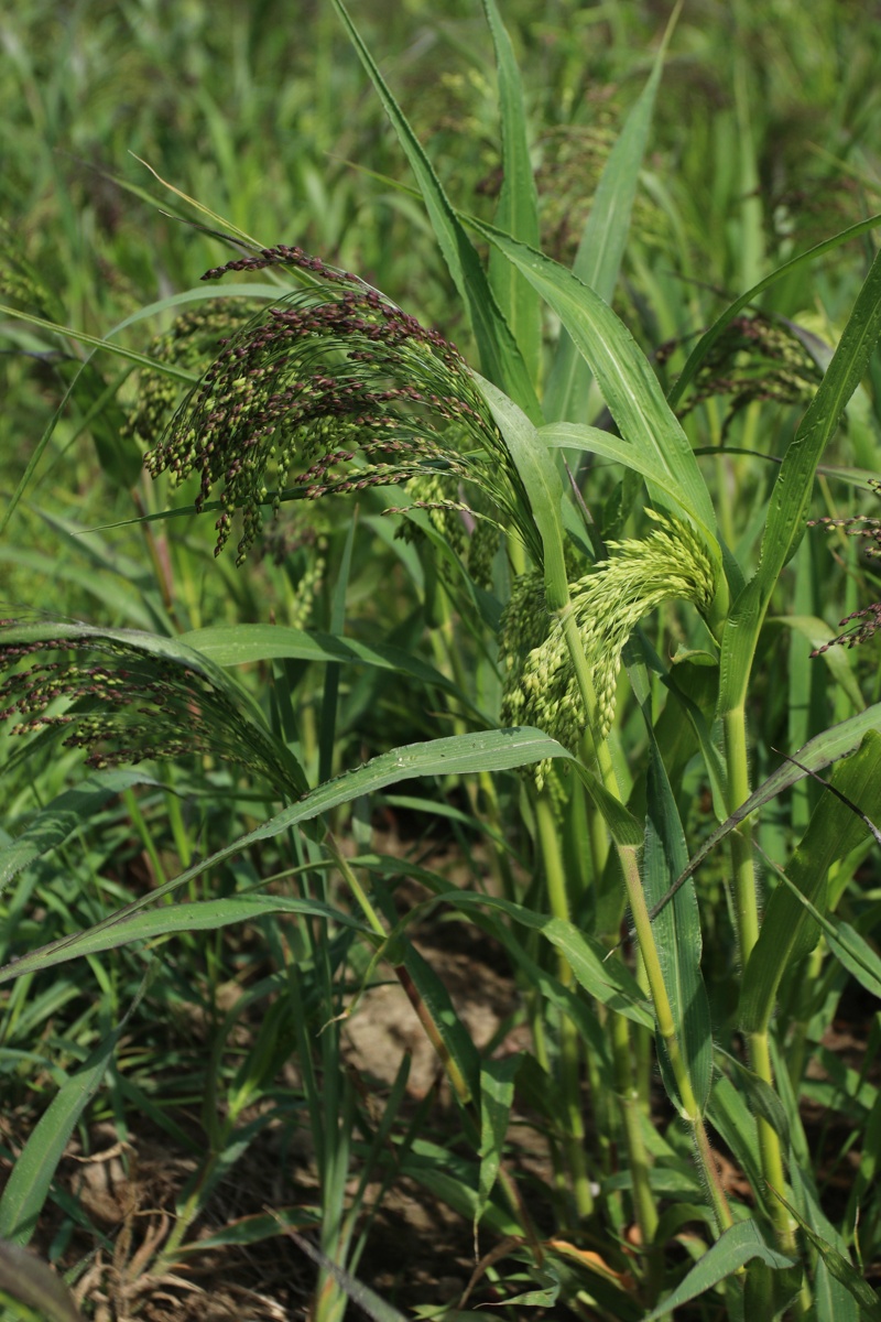 Image of Panicum miliaceum specimen.