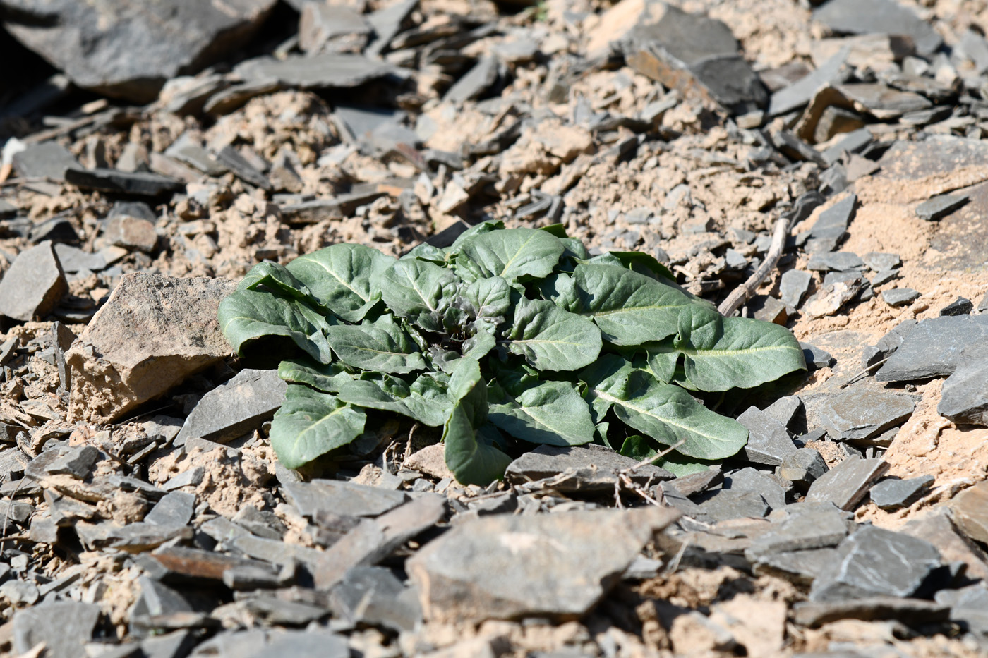 Image of Sisymbrium brassiciforme specimen.