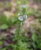 Veronica serpyllifolia. Верхушка цветущего растения. Абхазия, Гудаутский р-н, Мюссерский лесной массив, берег р. Риапши. 12.04.2024.