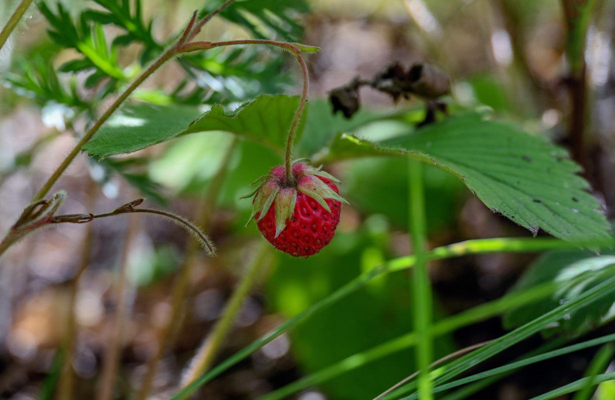 Изображение особи Fragaria viridis.