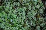 genus Sphagnum. Верхушки вегетирующих растений. Хабаровский край, р-н им. Полины Осипенко, долина р. Гремячий Лог, опушка смешанного леса. 18.07.2021.