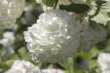 Viburnum form roseum