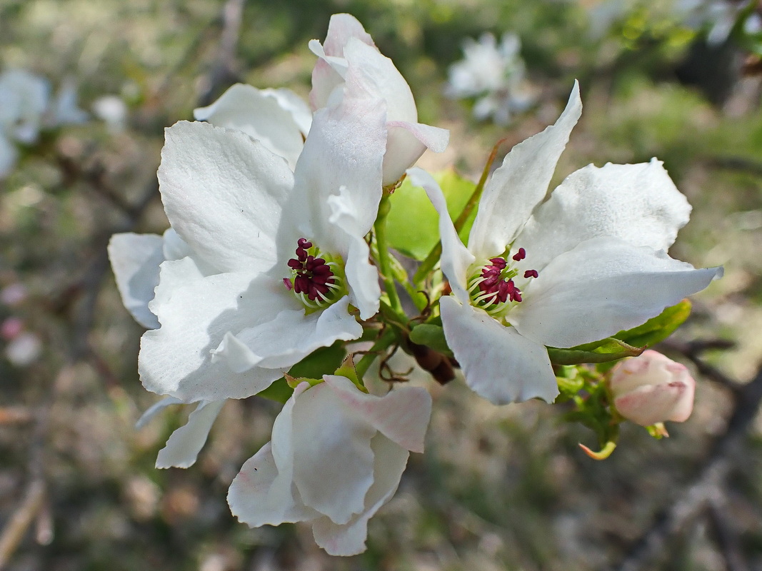 Изображение особи Pyrus ussuriensis.
