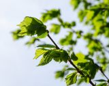 genus Ulmus