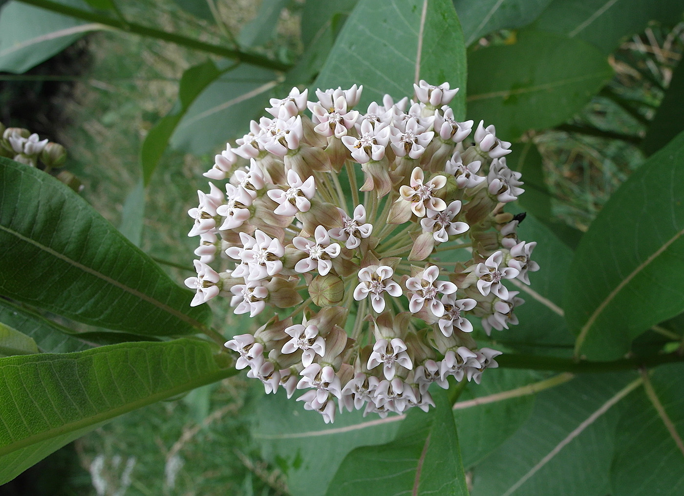Image of Asclepias syriaca specimen.