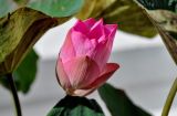 Изображение особи. Автор - Марина Скотникова