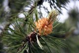 Pinus mugo. Верхушка ветви с микростробилами. Псков (в культуре). 08.06.2006.