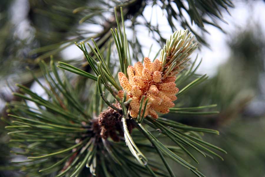 Изображение особи Pinus mugo.