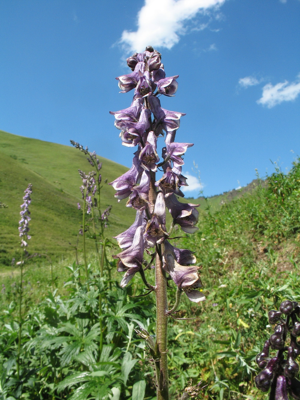 Image of Aconitum leucostomum specimen.