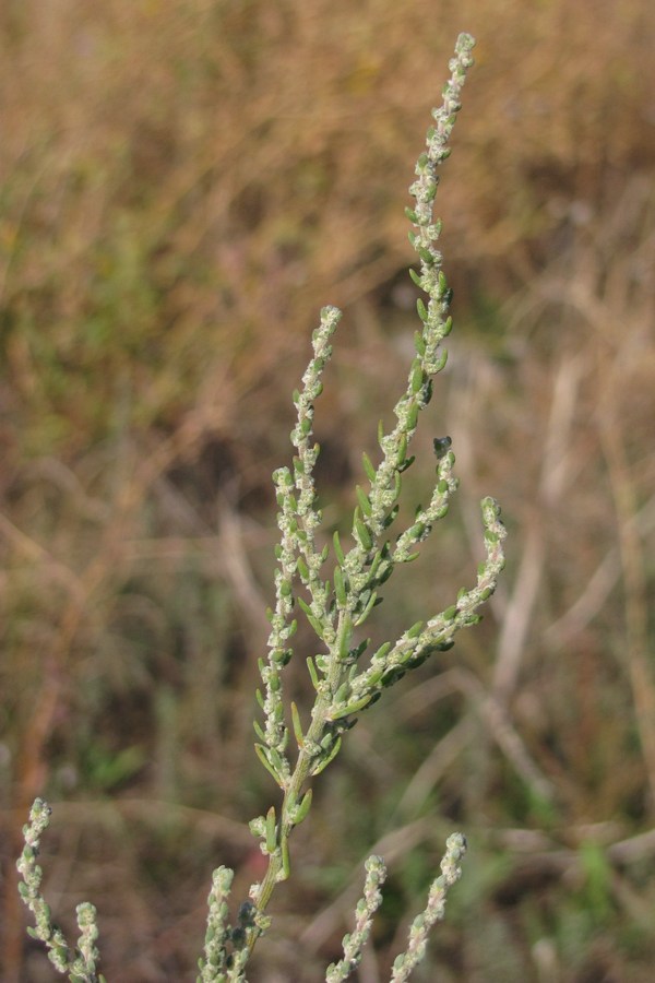 Image of Sedobassia sedoides specimen.