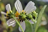 Bidens alba