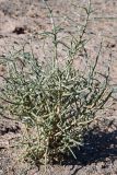 Arthrophytum balchaschense