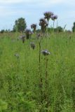 Phacelia tanacetifolia