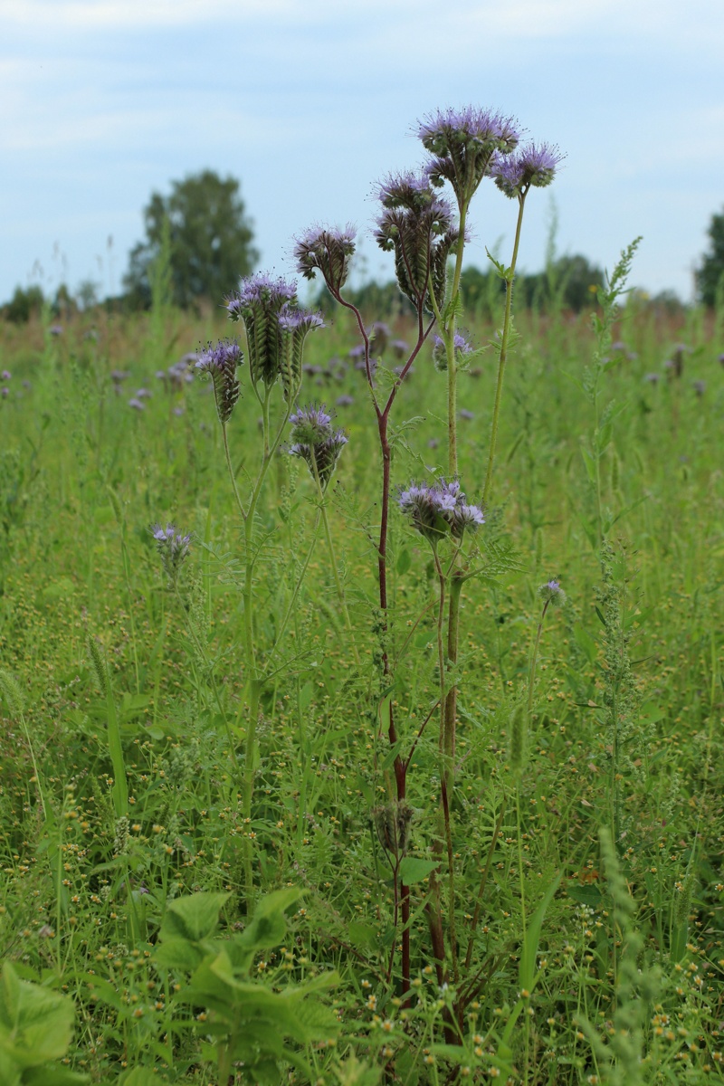 Image of Phacelia tanacetifolia specimen.
