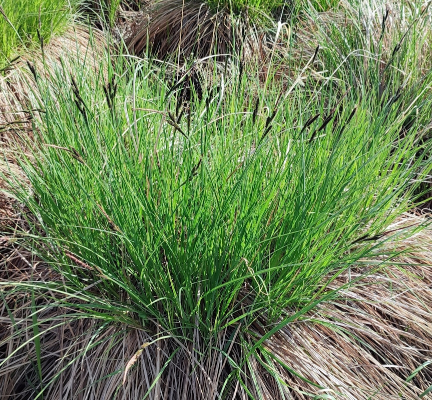 Изображение особи Carex omskiana.