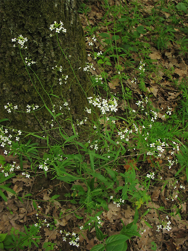 Изображение особи Arabidopsis arenosa.