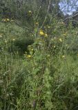 Sonchus oleraceus