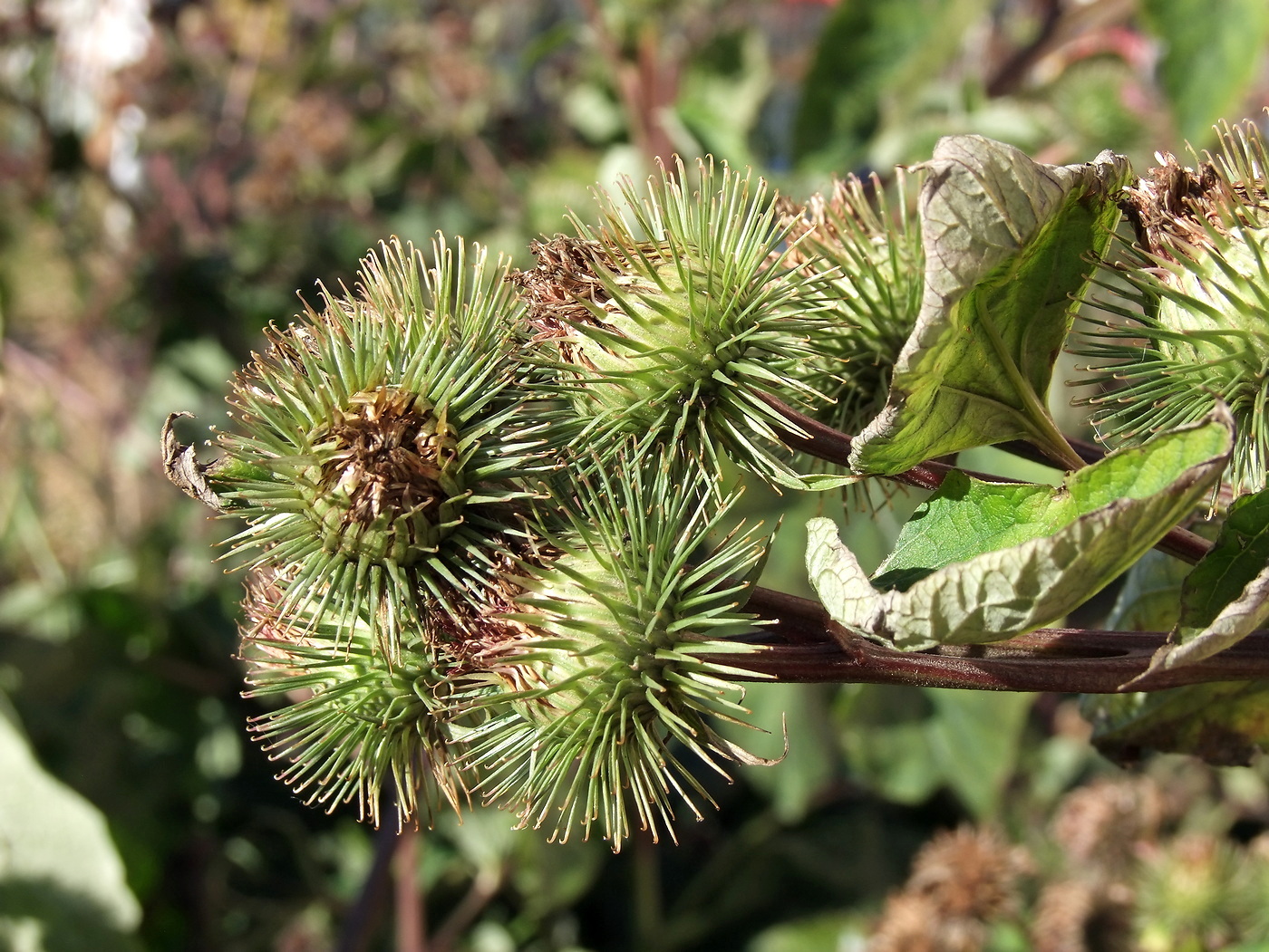 Изображение особи Arctium lappa.