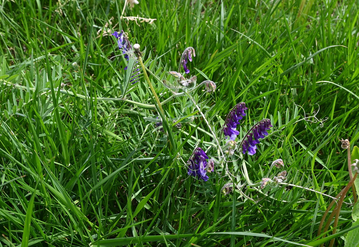 Изображение особи Vicia villosa.