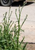 Carduus arabicus