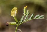 Vicia grandiflora. Верхушка цветущего растения. Ростовская обл., Усть-Донецкий р-н, окр. станицы Раздорская, пойменный лес. 26.05.2025.