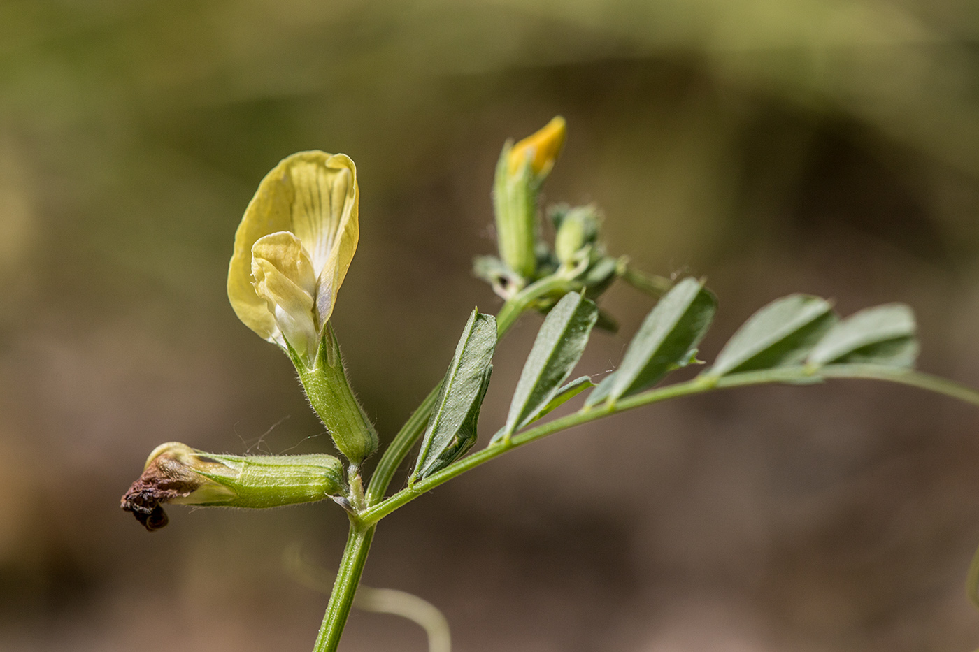 Изображение особи Vicia grandiflora.